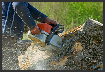 Tree Removal