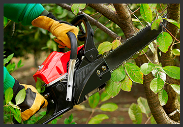 Tree Trimming